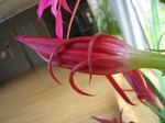 孔雀仙人掌の蕾　Bud of Epiphyllum spp